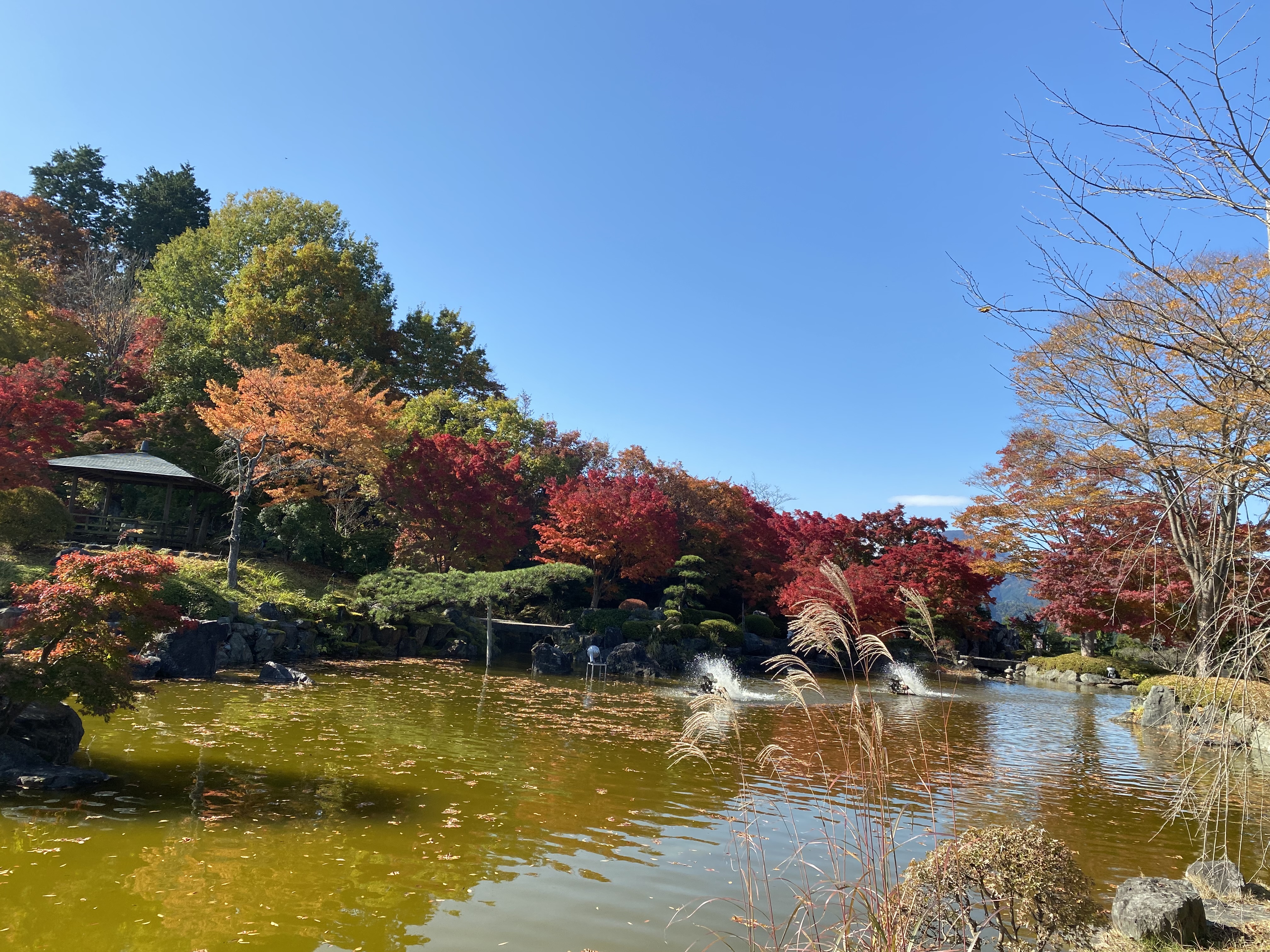 イラスト、写真、桜山公園